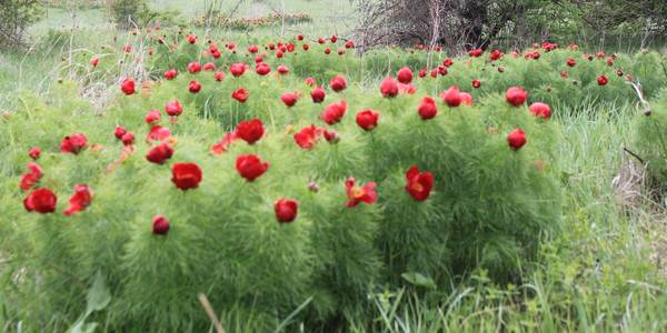 У Шахівській ОТГ провели фестиваль «Квітка Донбасу»