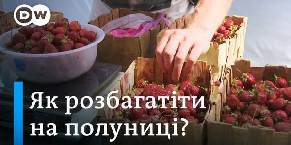 Бізнес на полуниці: як розкрутити "ягідне" фермерство в громаді