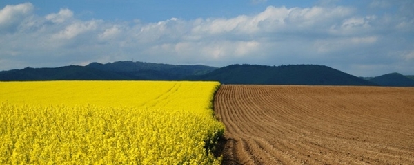Місцеві ради зможуть управляти землями за межами населених пунктів