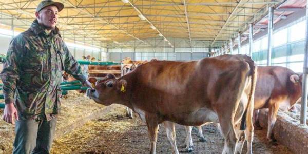 Корівки в дарунок або Як Покровська громада поширює кооперативний рух