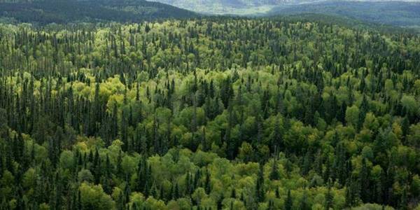 Will AHs receive millions in revenues from forests?