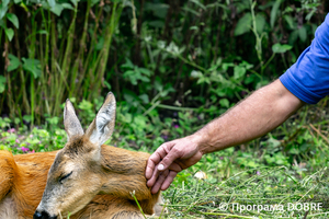 Thumb %d0%92%d0%b0%d1%81%d0%b8%d0%bb%d1%8c %d0%9e%d0%bb%d1%96%d0%b9%d0%bd%d0%b8%d0%ba  %d0%b7%d0%b0%d1%81%d0%bd%d0%be%d0%b2%d0%bd%d0%b8%d0%ba %d0%ba%d0%be%d0%bd%d1%82%d0%b0%d0%ba%d1%82%d0%bd%d0%be%d0%b3%d0%be %d0%b7%d0%be%d0%be%d0%bf%d0%b0%d1%80%d0%ba%d1%83 %d0%bd%d0%b0 %d0%b2%d0%bb%d0%b0%d1%81%d0%bd%d0%be%d0%bc%d1%83 %d0%bf%d0%be%d0%b4%d0%b2%d1%96%d1%80 %d1%97  %d1%81%d0%b5%d0%bb%d0%be %d0%9a%d0%b0%d0%b1%d0%b0%d1%80%d1%96%d0%b2%d0%ba%d0%b0  %d0%97%d0%b1%d0%be%d1%80%d1%96%d0%b2%d1%81%d1%8c%d0%ba%d0%b0 %d0%b3%d1%80%d0%be%d0%bc%d0%b0%d0%b4%d0%b0  3 