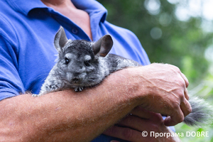 Thumb %d0%92%d0%b0%d1%81%d0%b8%d0%bb%d1%8c %d0%9e%d0%bb%d1%96%d0%b9%d0%bd%d0%b8%d0%ba  %d0%b7%d0%b0%d1%81%d0%bd%d0%be%d0%b2%d0%bd%d0%b8%d0%ba %d0%ba%d0%be%d0%bd%d1%82%d0%b0%d0%ba%d1%82%d0%bd%d0%be%d0%b3%d0%be %d0%b7%d0%be%d0%be%d0%bf%d0%b0%d1%80%d0%ba%d1%83 %d0%bd%d0%b0 %d0%b2%d0%bb%d0%b0%d1%81%d0%bd%d0%be%d0%bc%d1%83 %d0%bf%d0%be%d0%b4%d0%b2%d1%96%d1%80 %d1%97  %d1%81%d0%b5%d0%bb%d0%be %d0%9a%d0%b0%d0%b1%d0%b0%d1%80%d1%96%d0%b2%d0%ba%d0%b0  %d0%97%d0%b1%d0%be%d1%80%d1%96%d0%b2%d1%81%d1%8c%d0%ba%d0%b0 %d0%b3%d1%80%d0%be%d0%bc%d0%b0%d0%b4%d0%b0  12 