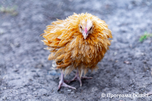 Thumb %d0%9a%d0%be%d0%bd%d1%82%d0%b0%d0%ba%d1%82%d0%bd%d0%b8%d0%b9 %d0%b7%d0%be%d0%be%d0%bf%d0%b0%d1%80%d0%ba %d0%bd%d0%b0 %d0%bf%d0%be%d0%b4%d0%b2%d1%96%d1%80 %d1%97 %d0%92%d0%b0%d1%81%d0%b8%d0%bb%d1%8f %d0%9e%d0%bb%d1%96%d0%b9%d0%bd%d0%b8%d0%ba%d0%b0  %d1%81%d0%b5%d0%bb%d0%be %d0%9a%d0%b0%d0%b1%d0%b0%d1%80%d1%96%d0%b2%d0%ba%d0%b0  %d0%97%d0%b1%d0%be%d1%80%d1%96%d0%b2%d1%81%d1%8c%d0%ba%d0%b0 %d0%b3%d1%80%d0%be%d0%bc%d0%b0%d0%b4%d0%b8  2 