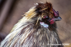 Thumb %d0%9a%d0%be%d0%bd%d1%82%d0%b0%d0%ba%d1%82%d0%bd%d0%b8%d0%b9 %d0%b7%d0%be%d0%be%d0%bf%d0%b0%d1%80%d0%ba %d0%bd%d0%b0 %d0%bf%d0%be%d0%b4%d0%b2%d1%96%d1%80 %d1%97 %d0%92%d0%b0%d1%81%d0%b8%d0%bb%d1%8f %d0%9e%d0%bb%d1%96%d0%b9%d0%bd%d0%b8%d0%ba%d0%b0  %d1%81%d0%b5%d0%bb%d0%be %d0%9a%d0%b0%d0%b1%d0%b0%d1%80%d1%96%d0%b2%d0%ba%d0%b0  %d0%97%d0%b1%d0%be%d1%80%d1%96%d0%b2%d1%81%d1%8c%d0%ba%d0%b0 %d0%b3%d1%80%d0%be%d0%bc%d0%b0%d0%b4%d0%b8  16 