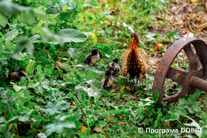 Thumb %d0%9a%d0%be%d0%bd%d1%82%d0%b0%d0%ba%d1%82%d0%bd%d0%b8%d0%b9 %d0%b7%d0%be%d0%be%d0%bf%d0%b0%d1%80%d0%ba %d0%bd%d0%b0 %d0%bf%d0%be%d0%b4%d0%b2%d1%96%d1%80 %d1%97 %d0%92%d0%b0%d1%81%d0%b8%d0%bb%d1%8f %d0%9e%d0%bb%d1%96%d0%b9%d0%bd%d0%b8%d0%ba%d0%b0  %d1%81%d0%b5%d0%bb%d0%be %d0%9a%d0%b0%d0%b1%d0%b0%d1%80%d1%96%d0%b2%d0%ba%d0%b0  %d0%97%d0%b1%d0%be%d1%80%d1%96%d0%b2%d1%81%d1%8c%d0%ba%d0%b0 %d0%b3%d1%80%d0%be%d0%bc%d0%b0%d0%b4%d0%b8  19 