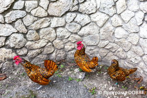 Thumb %d0%9a%d0%be%d0%bd%d1%82%d0%b0%d0%ba%d1%82%d0%bd%d0%b8%d0%b9 %d0%b7%d0%be%d0%be%d0%bf%d0%b0%d1%80%d0%ba %d0%bd%d0%b0 %d0%bf%d0%be%d0%b4%d0%b2%d1%96%d1%80 %d1%97 %d0%92%d0%b0%d1%81%d0%b8%d0%bb%d1%8f %d0%9e%d0%bb%d1%96%d0%b9%d0%bd%d0%b8%d0%ba%d0%b0  %d1%81%d0%b5%d0%bb%d0%be %d0%9a%d0%b0%d0%b1%d0%b0%d1%80%d1%96%d0%b2%d0%ba%d0%b0  %d0%97%d0%b1%d0%be%d1%80%d1%96%d0%b2%d1%81%d1%8c%d0%ba%d0%b0 %d0%b3%d1%80%d0%be%d0%bc%d0%b0%d0%b4%d0%b8  25 