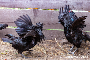 Thumb %d0%9a%d0%be%d0%bd%d1%82%d0%b0%d0%ba%d1%82%d0%bd%d0%b8%d0%b9 %d0%b7%d0%be%d0%be%d0%bf%d0%b0%d1%80%d0%ba %d0%bd%d0%b0 %d0%bf%d0%be%d0%b4%d0%b2%d1%96%d1%80 %d1%97 %d0%92%d0%b0%d1%81%d0%b8%d0%bb%d1%8f %d0%9e%d0%bb%d1%96%d0%b9%d0%bd%d0%b8%d0%ba%d0%b0  %d1%81%d0%b5%d0%bb%d0%be %d0%9a%d0%b0%d0%b1%d0%b0%d1%80%d1%96%d0%b2%d0%ba%d0%b0  %d0%97%d0%b1%d0%be%d1%80%d1%96%d0%b2%d1%81%d1%8c%d0%ba%d0%b0 %d0%b3%d1%80%d0%be%d0%bc%d0%b0%d0%b4%d0%b8  27 