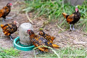 Thumb %d0%9a%d0%be%d0%bd%d1%82%d0%b0%d0%ba%d1%82%d0%bd%d0%b8%d0%b9 %d0%b7%d0%be%d0%be%d0%bf%d0%b0%d1%80%d0%ba %d0%bd%d0%b0 %d0%bf%d0%be%d0%b4%d0%b2%d1%96%d1%80 %d1%97 %d0%92%d0%b0%d1%81%d0%b8%d0%bb%d1%8f %d0%9e%d0%bb%d1%96%d0%b9%d0%bd%d0%b8%d0%ba%d0%b0  %d1%81%d0%b5%d0%bb%d0%be %d0%9a%d0%b0%d0%b1%d0%b0%d1%80%d1%96%d0%b2%d0%ba%d0%b0  %d0%97%d0%b1%d0%be%d1%80%d1%96%d0%b2%d1%81%d1%8c%d0%ba%d0%b0 %d0%b3%d1%80%d0%be%d0%bc%d0%b0%d0%b4%d0%b8  28 