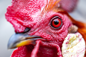 Thumb %d0%9a%d0%be%d0%bd%d1%82%d0%b0%d0%ba%d1%82%d0%bd%d0%b8%d0%b9 %d0%b7%d0%be%d0%be%d0%bf%d0%b0%d1%80%d0%ba %d0%bd%d0%b0 %d0%bf%d0%be%d0%b4%d0%b2%d1%96%d1%80 %d1%97 %d0%92%d0%b0%d1%81%d0%b8%d0%bb%d1%8f %d0%9e%d0%bb%d1%96%d0%b9%d0%bd%d0%b8%d0%ba%d0%b0  %d1%81%d0%b5%d0%bb%d0%be %d0%9a%d0%b0%d0%b1%d0%b0%d1%80%d1%96%d0%b2%d0%ba%d0%b0  %d0%97%d0%b1%d0%be%d1%80%d1%96%d0%b2%d1%81%d1%8c%d0%ba%d0%b0 %d0%b3%d1%80%d0%be%d0%bc%d0%b0%d0%b4%d0%b8  33 