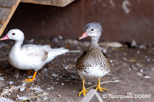 Thumb %d0%9a%d0%be%d0%bd%d1%82%d0%b0%d0%ba%d1%82%d0%bd%d0%b8%d0%b9 %d0%b7%d0%be%d0%be%d0%bf%d0%b0%d1%80%d0%ba %d0%bd%d0%b0 %d0%bf%d0%be%d0%b4%d0%b2%d1%96%d1%80 %d1%97 %d0%92%d0%b0%d1%81%d0%b8%d0%bb%d1%8f %d0%9e%d0%bb%d1%96%d0%b9%d0%bd%d0%b8%d0%ba%d0%b0  %d1%81%d0%b5%d0%bb%d0%be %d0%9a%d0%b0%d0%b1%d0%b0%d1%80%d1%96%d0%b2%d0%ba%d0%b0  %d0%97%d0%b1%d0%be%d1%80%d1%96%d0%b2%d1%81%d1%8c%d0%ba%d0%b0 %d0%b3%d1%80%d0%be%d0%bc%d0%b0%d0%b4%d0%b8  34 