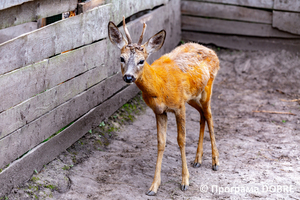 Thumb %d0%9a%d0%be%d0%bd%d1%82%d0%b0%d0%ba%d1%82%d0%bd%d0%b8%d0%b9 %d0%b7%d0%be%d0%be%d0%bf%d0%b0%d1%80%d0%ba %d0%bd%d0%b0 %d0%bf%d0%be%d0%b4%d0%b2%d1%96%d1%80 %d1%97 %d0%92%d0%b0%d1%81%d0%b8%d0%bb%d1%8f %d0%9e%d0%bb%d1%96%d0%b9%d0%bd%d0%b8%d0%ba%d0%b0  %d1%81%d0%b5%d0%bb%d0%be %d0%9a%d0%b0%d0%b1%d0%b0%d1%80%d1%96%d0%b2%d0%ba%d0%b0  %d0%97%d0%b1%d0%be%d1%80%d1%96%d0%b2%d1%81%d1%8c%d0%ba%d0%b0 %d0%b3%d1%80%d0%be%d0%bc%d0%b0%d0%b4%d0%b8  38 