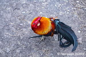 Thumb %d0%9a%d0%be%d0%bd%d1%82%d0%b0%d0%ba%d1%82%d0%bd%d0%b8%d0%b9 %d0%b7%d0%be%d0%be%d0%bf%d0%b0%d1%80%d0%ba %d0%bd%d0%b0 %d0%bf%d0%be%d0%b4%d0%b2%d1%96%d1%80 %d1%97 %d0%92%d0%b0%d1%81%d0%b8%d0%bb%d1%8f %d0%9e%d0%bb%d1%96%d0%b9%d0%bd%d0%b8%d0%ba%d0%b0  %d1%81%d0%b5%d0%bb%d0%be %d0%9a%d0%b0%d0%b1%d0%b0%d1%80%d1%96%d0%b2%d0%ba%d0%b0  %d0%97%d0%b1%d0%be%d1%80%d1%96%d0%b2%d1%81%d1%8c%d0%ba%d0%b0 %d0%b3%d1%80%d0%be%d0%bc%d0%b0%d0%b4%d0%b8  40 