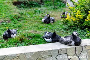 Thumb %d0%9a%d0%be%d0%bd%d1%82%d0%b0%d0%ba%d1%82%d0%bd%d0%b8%d0%b9 %d0%b7%d0%be%d0%be%d0%bf%d0%b0%d1%80%d0%ba %d0%bd%d0%b0 %d0%bf%d0%be%d0%b4%d0%b2%d1%96%d1%80 %d1%97 %d0%92%d0%b0%d1%81%d0%b8%d0%bb%d1%8f %d0%9e%d0%bb%d1%96%d0%b9%d0%bd%d0%b8%d0%ba%d0%b0  %d1%81%d0%b5%d0%bb%d0%be %d0%9a%d0%b0%d0%b1%d0%b0%d1%80%d1%96%d0%b2%d0%ba%d0%b0  %d0%97%d0%b1%d0%be%d1%80%d1%96%d0%b2%d1%81%d1%8c%d0%ba%d0%b0 %d0%b3%d1%80%d0%be%d0%bc%d0%b0%d0%b4%d0%b8  41 