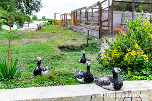 Thumb %d0%9a%d0%be%d0%bd%d1%82%d0%b0%d0%ba%d1%82%d0%bd%d0%b8%d0%b9 %d0%b7%d0%be%d0%be%d0%bf%d0%b0%d1%80%d0%ba %d0%bd%d0%b0 %d0%bf%d0%be%d0%b4%d0%b2%d1%96%d1%80 %d1%97 %d0%92%d0%b0%d1%81%d0%b8%d0%bb%d1%8f %d0%9e%d0%bb%d1%96%d0%b9%d0%bd%d0%b8%d0%ba%d0%b0  %d1%81%d0%b5%d0%bb%d0%be %d0%9a%d0%b0%d0%b1%d0%b0%d1%80%d1%96%d0%b2%d0%ba%d0%b0  %d0%97%d0%b1%d0%be%d1%80%d1%96%d0%b2%d1%81%d1%8c%d0%ba%d0%b0 %d0%b3%d1%80%d0%be%d0%bc%d0%b0%d0%b4%d0%b8  51 