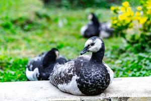 Thumb %d0%9a%d0%be%d0%bd%d1%82%d0%b0%d0%ba%d1%82%d0%bd%d0%b8%d0%b9 %d0%b7%d0%be%d0%be%d0%bf%d0%b0%d1%80%d0%ba %d0%bd%d0%b0 %d0%bf%d0%be%d0%b4%d0%b2%d1%96%d1%80 %d1%97 %d0%92%d0%b0%d1%81%d0%b8%d0%bb%d1%8f %d0%9e%d0%bb%d1%96%d0%b9%d0%bd%d0%b8%d0%ba%d0%b0  %d1%81%d0%b5%d0%bb%d0%be %d0%9a%d0%b0%d0%b1%d0%b0%d1%80%d1%96%d0%b2%d0%ba%d0%b0  %d0%97%d0%b1%d0%be%d1%80%d1%96%d0%b2%d1%81%d1%8c%d0%ba%d0%b0 %d0%b3%d1%80%d0%be%d0%bc%d0%b0%d0%b4%d0%b8  52 