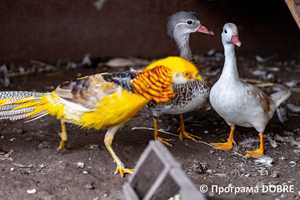 Thumb %d0%9a%d0%be%d0%bd%d1%82%d0%b0%d0%ba%d1%82%d0%bd%d0%b8%d0%b9 %d0%b7%d0%be%d0%be%d0%bf%d0%b0%d1%80%d0%ba %d0%bd%d0%b0 %d0%bf%d0%be%d0%b4%d0%b2%d1%96%d1%80 %d1%97 %d0%92%d0%b0%d1%81%d0%b8%d0%bb%d1%8f %d0%9e%d0%bb%d1%96%d0%b9%d0%bd%d0%b8%d0%ba%d0%b0  %d1%81%d0%b5%d0%bb%d0%be %d0%9a%d0%b0%d0%b1%d0%b0%d1%80%d1%96%d0%b2%d0%ba%d0%b0  %d0%97%d0%b1%d0%be%d1%80%d1%96%d0%b2%d1%81%d1%8c%d0%ba%d0%b0 %d0%b3%d1%80%d0%be%d0%bc%d0%b0%d0%b4%d0%b8  53 