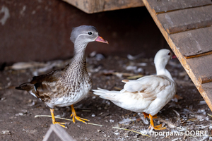 Thumb %d0%9a%d0%be%d0%bd%d1%82%d0%b0%d0%ba%d1%82%d0%bd%d0%b8%d0%b9 %d0%b7%d0%be%d0%be%d0%bf%d0%b0%d1%80%d0%ba %d0%bd%d0%b0 %d0%bf%d0%be%d0%b4%d0%b2%d1%96%d1%80 %d1%97 %d0%92%d0%b0%d1%81%d0%b8%d0%bb%d1%8f %d0%9e%d0%bb%d1%96%d0%b9%d0%bd%d0%b8%d0%ba%d0%b0  %d1%81%d0%b5%d0%bb%d0%be %d0%9a%d0%b0%d0%b1%d0%b0%d1%80%d1%96%d0%b2%d0%ba%d0%b0  %d0%97%d0%b1%d0%be%d1%80%d1%96%d0%b2%d1%81%d1%8c%d0%ba%d0%b0 %d0%b3%d1%80%d0%be%d0%bc%d0%b0%d0%b4%d0%b8  54 