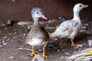 Thumb %d0%9a%d0%be%d0%bd%d1%82%d0%b0%d0%ba%d1%82%d0%bd%d0%b8%d0%b9 %d0%b7%d0%be%d0%be%d0%bf%d0%b0%d1%80%d0%ba %d0%bd%d0%b0 %d0%bf%d0%be%d0%b4%d0%b2%d1%96%d1%80 %d1%97 %d0%92%d0%b0%d1%81%d0%b8%d0%bb%d1%8f %d0%9e%d0%bb%d1%96%d0%b9%d0%bd%d0%b8%d0%ba%d0%b0  %d1%81%d0%b5%d0%bb%d0%be %d0%9a%d0%b0%d0%b1%d0%b0%d1%80%d1%96%d0%b2%d0%ba%d0%b0  %d0%97%d0%b1%d0%be%d1%80%d1%96%d0%b2%d1%81%d1%8c%d0%ba%d0%b0 %d0%b3%d1%80%d0%be%d0%bc%d0%b0%d0%b4%d0%b8  55 