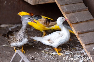 Thumb %d0%9a%d0%be%d0%bd%d1%82%d0%b0%d0%ba%d1%82%d0%bd%d0%b8%d0%b9 %d0%b7%d0%be%d0%be%d0%bf%d0%b0%d1%80%d0%ba %d0%bd%d0%b0 %d0%bf%d0%be%d0%b4%d0%b2%d1%96%d1%80 %d1%97 %d0%92%d0%b0%d1%81%d0%b8%d0%bb%d1%8f %d0%9e%d0%bb%d1%96%d0%b9%d0%bd%d0%b8%d0%ba%d0%b0  %d1%81%d0%b5%d0%bb%d0%be %d0%9a%d0%b0%d0%b1%d0%b0%d1%80%d1%96%d0%b2%d0%ba%d0%b0  %d0%97%d0%b1%d0%be%d1%80%d1%96%d0%b2%d1%81%d1%8c%d0%ba%d0%b0 %d0%b3%d1%80%d0%be%d0%bc%d0%b0%d0%b4%d0%b8  56 