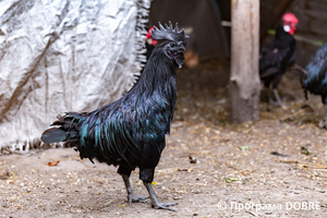 Thumb %d0%9a%d0%be%d0%bd%d1%82%d0%b0%d0%ba%d1%82%d0%bd%d0%b8%d0%b9 %d0%b7%d0%be%d0%be%d0%bf%d0%b0%d1%80%d0%ba %d0%bd%d0%b0 %d0%bf%d0%be%d0%b4%d0%b2%d1%96%d1%80 %d1%97 %d0%92%d0%b0%d1%81%d0%b8%d0%bb%d1%8f %d0%9e%d0%bb%d1%96%d0%b9%d0%bd%d0%b8%d0%ba%d0%b0  %d1%81%d0%b5%d0%bb%d0%be %d0%9a%d0%b0%d0%b1%d0%b0%d1%80%d1%96%d0%b2%d0%ba%d0%b0  %d0%97%d0%b1%d0%be%d1%80%d1%96%d0%b2%d1%81%d1%8c%d0%ba%d0%b0 %d0%b3%d1%80%d0%be%d0%bc%d0%b0%d0%b4%d0%b8  59 