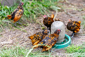 Thumb %d0%9a%d0%be%d0%bd%d1%82%d0%b0%d0%ba%d1%82%d0%bd%d0%b8%d0%b9 %d0%b7%d0%be%d0%be%d0%bf%d0%b0%d1%80%d0%ba %d0%bd%d0%b0 %d0%bf%d0%be%d0%b4%d0%b2%d1%96%d1%80 %d1%97 %d0%92%d0%b0%d1%81%d0%b8%d0%bb%d1%8f %d0%9e%d0%bb%d1%96%d0%b9%d0%bd%d0%b8%d0%ba%d0%b0  %d1%81%d0%b5%d0%bb%d0%be %d0%9a%d0%b0%d0%b1%d0%b0%d1%80%d1%96%d0%b2%d0%ba%d0%b0  %d0%97%d0%b1%d0%be%d1%80%d1%96%d0%b2%d1%81%d1%8c%d0%ba%d0%b0 %d0%b3%d1%80%d0%be%d0%bc%d0%b0%d0%b4%d0%b8  58 