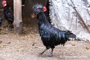 Thumb %d0%9a%d0%be%d0%bd%d1%82%d0%b0%d0%ba%d1%82%d0%bd%d0%b8%d0%b9 %d0%b7%d0%be%d0%be%d0%bf%d0%b0%d1%80%d0%ba %d0%bd%d0%b0 %d0%bf%d0%be%d0%b4%d0%b2%d1%96%d1%80 %d1%97 %d0%92%d0%b0%d1%81%d0%b8%d0%bb%d1%8f %d0%9e%d0%bb%d1%96%d0%b9%d0%bd%d0%b8%d0%ba%d0%b0  %d1%81%d0%b5%d0%bb%d0%be %d0%9a%d0%b0%d0%b1%d0%b0%d1%80%d1%96%d0%b2%d0%ba%d0%b0  %d0%97%d0%b1%d0%be%d1%80%d1%96%d0%b2%d1%81%d1%8c%d0%ba%d0%b0 %d0%b3%d1%80%d0%be%d0%bc%d0%b0%d0%b4%d0%b8  60 