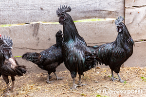 Thumb %d0%9a%d0%be%d0%bd%d1%82%d0%b0%d0%ba%d1%82%d0%bd%d0%b8%d0%b9 %d0%b7%d0%be%d0%be%d0%bf%d0%b0%d1%80%d0%ba %d0%bd%d0%b0 %d0%bf%d0%be%d0%b4%d0%b2%d1%96%d1%80 %d1%97 %d0%92%d0%b0%d1%81%d0%b8%d0%bb%d1%8f %d0%9e%d0%bb%d1%96%d0%b9%d0%bd%d0%b8%d0%ba%d0%b0  %d1%81%d0%b5%d0%bb%d0%be %d0%9a%d0%b0%d0%b1%d0%b0%d1%80%d1%96%d0%b2%d0%ba%d0%b0  %d0%97%d0%b1%d0%be%d1%80%d1%96%d0%b2%d1%81%d1%8c%d0%ba%d0%b0 %d0%b3%d1%80%d0%be%d0%bc%d0%b0%d0%b4%d0%b8  61 