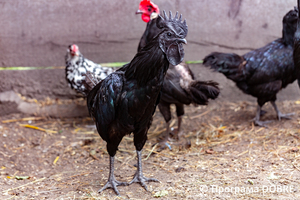 Thumb %d0%9a%d0%be%d0%bd%d1%82%d0%b0%d0%ba%d1%82%d0%bd%d0%b8%d0%b9 %d0%b7%d0%be%d0%be%d0%bf%d0%b0%d1%80%d0%ba %d0%bd%d0%b0 %d0%bf%d0%be%d0%b4%d0%b2%d1%96%d1%80 %d1%97 %d0%92%d0%b0%d1%81%d0%b8%d0%bb%d1%8f %d0%9e%d0%bb%d1%96%d0%b9%d0%bd%d0%b8%d0%ba%d0%b0  %d1%81%d0%b5%d0%bb%d0%be %d0%9a%d0%b0%d0%b1%d0%b0%d1%80%d1%96%d0%b2%d0%ba%d0%b0  %d0%97%d0%b1%d0%be%d1%80%d1%96%d0%b2%d1%81%d1%8c%d0%ba%d0%b0 %d0%b3%d1%80%d0%be%d0%bc%d0%b0%d0%b4%d0%b8  62 