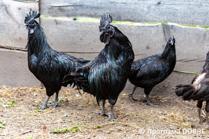 Thumb %d0%9a%d0%be%d0%bd%d1%82%d0%b0%d0%ba%d1%82%d0%bd%d0%b8%d0%b9 %d0%b7%d0%be%d0%be%d0%bf%d0%b0%d1%80%d0%ba %d0%bd%d0%b0 %d0%bf%d0%be%d0%b4%d0%b2%d1%96%d1%80 %d1%97 %d0%92%d0%b0%d1%81%d0%b8%d0%bb%d1%8f %d0%9e%d0%bb%d1%96%d0%b9%d0%bd%d0%b8%d0%ba%d0%b0  %d1%81%d0%b5%d0%bb%d0%be %d0%9a%d0%b0%d0%b1%d0%b0%d1%80%d1%96%d0%b2%d0%ba%d0%b0  %d0%97%d0%b1%d0%be%d1%80%d1%96%d0%b2%d1%81%d1%8c%d0%ba%d0%b0 %d0%b3%d1%80%d0%be%d0%bc%d0%b0%d0%b4%d0%b8  63 