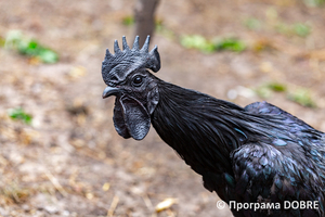 Thumb %d0%9a%d0%be%d0%bd%d1%82%d0%b0%d0%ba%d1%82%d0%bd%d0%b8%d0%b9 %d0%b7%d0%be%d0%be%d0%bf%d0%b0%d1%80%d0%ba %d0%bd%d0%b0 %d0%bf%d0%be%d0%b4%d0%b2%d1%96%d1%80 %d1%97 %d0%92%d0%b0%d1%81%d0%b8%d0%bb%d1%8f %d0%9e%d0%bb%d1%96%d0%b9%d0%bd%d0%b8%d0%ba%d0%b0  %d1%81%d0%b5%d0%bb%d0%be %d0%9a%d0%b0%d0%b1%d0%b0%d1%80%d1%96%d0%b2%d0%ba%d0%b0  %d0%97%d0%b1%d0%be%d1%80%d1%96%d0%b2%d1%81%d1%8c%d0%ba%d0%b0 %d0%b3%d1%80%d0%be%d0%bc%d0%b0%d0%b4%d0%b8  64 