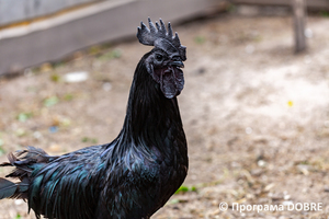 Thumb %d0%9a%d0%be%d0%bd%d1%82%d0%b0%d0%ba%d1%82%d0%bd%d0%b8%d0%b9 %d0%b7%d0%be%d0%be%d0%bf%d0%b0%d1%80%d0%ba %d0%bd%d0%b0 %d0%bf%d0%be%d0%b4%d0%b2%d1%96%d1%80 %d1%97 %d0%92%d0%b0%d1%81%d0%b8%d0%bb%d1%8f %d0%9e%d0%bb%d1%96%d0%b9%d0%bd%d0%b8%d0%ba%d0%b0  %d1%81%d0%b5%d0%bb%d0%be %d0%9a%d0%b0%d0%b1%d0%b0%d1%80%d1%96%d0%b2%d0%ba%d0%b0  %d0%97%d0%b1%d0%be%d1%80%d1%96%d0%b2%d1%81%d1%8c%d0%ba%d0%b0 %d0%b3%d1%80%d0%be%d0%bc%d0%b0%d0%b4%d0%b8  65 