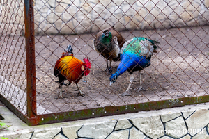 Thumb %d0%9a%d0%be%d0%bd%d1%82%d0%b0%d0%ba%d1%82%d0%bd%d0%b8%d0%b9 %d0%b7%d0%be%d0%be%d0%bf%d0%b0%d1%80%d0%ba %d0%bd%d0%b0 %d0%bf%d0%be%d0%b4%d0%b2%d1%96%d1%80 %d1%97 %d0%92%d0%b0%d1%81%d0%b8%d0%bb%d1%8f %d0%9e%d0%bb%d1%96%d0%b9%d0%bd%d0%b8%d0%ba%d0%b0  %d1%81%d0%b5%d0%bb%d0%be %d0%9a%d0%b0%d0%b1%d0%b0%d1%80%d1%96%d0%b2%d0%ba%d0%b0  %d0%97%d0%b1%d0%be%d1%80%d1%96%d0%b2%d1%81%d1%8c%d0%ba%d0%b0 %d0%b3%d1%80%d0%be%d0%bc%d0%b0%d0%b4%d0%b8  69 