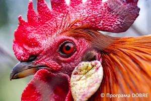 Thumb %d0%9a%d0%be%d0%bd%d1%82%d0%b0%d0%ba%d1%82%d0%bd%d0%b8%d0%b9 %d0%b7%d0%be%d0%be%d0%bf%d0%b0%d1%80%d0%ba %d0%bd%d0%b0 %d0%bf%d0%be%d0%b4%d0%b2%d1%96%d1%80 %d1%97 %d0%92%d0%b0%d1%81%d0%b8%d0%bb%d1%8f %d0%9e%d0%bb%d1%96%d0%b9%d0%bd%d0%b8%d0%ba%d0%b0  %d1%81%d0%b5%d0%bb%d0%be %d0%9a%d0%b0%d0%b1%d0%b0%d1%80%d1%96%d0%b2%d0%ba%d0%b0  %d0%97%d0%b1%d0%be%d1%80%d1%96%d0%b2%d1%81%d1%8c%d0%ba%d0%b0 %d0%b3%d1%80%d0%be%d0%bc%d0%b0%d0%b4%d0%b8  71 