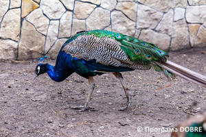 Thumb %d0%9a%d0%be%d0%bd%d1%82%d0%b0%d0%ba%d1%82%d0%bd%d0%b8%d0%b9 %d0%b7%d0%be%d0%be%d0%bf%d0%b0%d1%80%d0%ba %d0%bd%d0%b0 %d0%bf%d0%be%d0%b4%d0%b2%d1%96%d1%80 %d1%97 %d0%92%d0%b0%d1%81%d0%b8%d0%bb%d1%8f %d0%9e%d0%bb%d1%96%d0%b9%d0%bd%d0%b8%d0%ba%d0%b0  %d1%81%d0%b5%d0%bb%d0%be %d0%9a%d0%b0%d0%b1%d0%b0%d1%80%d1%96%d0%b2%d0%ba%d0%b0  %d0%97%d0%b1%d0%be%d1%80%d1%96%d0%b2%d1%81%d1%8c%d0%ba%d0%b0 %d0%b3%d1%80%d0%be%d0%bc%d0%b0%d0%b4%d0%b8  70 