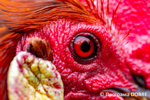 Thumb %d0%9a%d0%be%d0%bd%d1%82%d0%b0%d0%ba%d1%82%d0%bd%d0%b8%d0%b9 %d0%b7%d0%be%d0%be%d0%bf%d0%b0%d1%80%d0%ba %d0%bd%d0%b0 %d0%bf%d0%be%d0%b4%d0%b2%d1%96%d1%80 %d1%97 %d0%92%d0%b0%d1%81%d0%b8%d0%bb%d1%8f %d0%9e%d0%bb%d1%96%d0%b9%d0%bd%d0%b8%d0%ba%d0%b0  %d1%81%d0%b5%d0%bb%d0%be %d0%9a%d0%b0%d0%b1%d0%b0%d1%80%d1%96%d0%b2%d0%ba%d0%b0  %d0%97%d0%b1%d0%be%d1%80%d1%96%d0%b2%d1%81%d1%8c%d0%ba%d0%b0 %d0%b3%d1%80%d0%be%d0%bc%d0%b0%d0%b4%d0%b8  72 