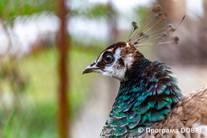 Thumb %d0%9a%d0%be%d0%bd%d1%82%d0%b0%d0%ba%d1%82%d0%bd%d0%b8%d0%b9 %d0%b7%d0%be%d0%be%d0%bf%d0%b0%d1%80%d0%ba %d0%bd%d0%b0 %d0%bf%d0%be%d0%b4%d0%b2%d1%96%d1%80 %d1%97 %d0%92%d0%b0%d1%81%d0%b8%d0%bb%d1%8f %d0%9e%d0%bb%d1%96%d0%b9%d0%bd%d0%b8%d0%ba%d0%b0  %d1%81%d0%b5%d0%bb%d0%be %d0%9a%d0%b0%d0%b1%d0%b0%d1%80%d1%96%d0%b2%d0%ba%d0%b0  %d0%97%d0%b1%d0%be%d1%80%d1%96%d0%b2%d1%81%d1%8c%d0%ba%d0%b0 %d0%b3%d1%80%d0%be%d0%bc%d0%b0%d0%b4%d0%b8  73 