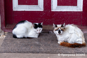 Thumb %d0%9a%d0%be%d0%bd%d1%82%d0%b0%d0%ba%d1%82%d0%bd%d0%b8%d0%b9 %d0%b7%d0%be%d0%be%d0%bf%d0%b0%d1%80%d0%ba %d0%bd%d0%b0 %d0%bf%d0%be%d0%b4%d0%b2%d1%96%d1%80 %d1%97 %d0%92%d0%b0%d1%81%d0%b8%d0%bb%d1%8f %d0%9e%d0%bb%d1%96%d0%b9%d0%bd%d0%b8%d0%ba%d0%b0  %d1%81%d0%b5%d0%bb%d0%be %d0%9a%d0%b0%d0%b1%d0%b0%d1%80%d1%96%d0%b2%d0%ba%d0%b0  %d0%97%d0%b1%d0%be%d1%80%d1%96%d0%b2%d1%81%d1%8c%d0%ba%d0%b0 %d0%b3%d1%80%d0%be%d0%bc%d0%b0%d0%b4%d0%b8  74 