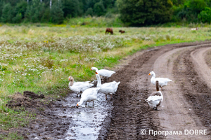 Thumb %d0%9a%d0%be%d0%bd%d1%82%d0%b0%d0%ba%d1%82%d0%bd%d0%b8%d0%b9 %d0%b7%d0%be%d0%be%d0%bf%d0%b0%d1%80%d0%ba %d0%bd%d0%b0 %d0%bf%d0%be%d0%b4%d0%b2%d1%96%d1%80 %d1%97 %d0%92%d0%b0%d1%81%d0%b8%d0%bb%d1%8f %d0%9e%d0%bb%d1%96%d0%b9%d0%bd%d0%b8%d0%ba%d0%b0  %d1%81%d0%b5%d0%bb%d0%be %d0%9a%d0%b0%d0%b1%d0%b0%d1%80%d1%96%d0%b2%d0%ba%d0%b0  %d0%97%d0%b1%d0%be%d1%80%d1%96%d0%b2%d1%81%d1%8c%d0%ba%d0%b0 %d0%b3%d1%80%d0%be%d0%bc%d0%b0%d0%b4%d0%b8  75 