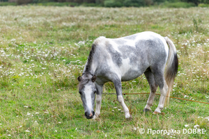 Thumb %d0%9a%d0%be%d0%bd%d1%82%d0%b0%d0%ba%d1%82%d0%bd%d0%b8%d0%b9 %d0%b7%d0%be%d0%be%d0%bf%d0%b0%d1%80%d0%ba %d0%bd%d0%b0 %d0%bf%d0%be%d0%b4%d0%b2%d1%96%d1%80 %d1%97 %d0%92%d0%b0%d1%81%d0%b8%d0%bb%d1%8f %d0%9e%d0%bb%d1%96%d0%b9%d0%bd%d0%b8%d0%ba%d0%b0  %d1%81%d0%b5%d0%bb%d0%be %d0%9a%d0%b0%d0%b1%d0%b0%d1%80%d1%96%d0%b2%d0%ba%d0%b0  %d0%97%d0%b1%d0%be%d1%80%d1%96%d0%b2%d1%81%d1%8c%d0%ba%d0%b0 %d0%b3%d1%80%d0%be%d0%bc%d0%b0%d0%b4%d0%b8  77 