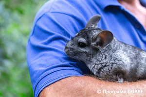 Thumb %d0%9a%d0%be%d0%bd%d1%82%d0%b0%d0%ba%d1%82%d0%bd%d0%b8%d0%b9 %d0%b7%d0%be%d0%be%d0%bf%d0%b0%d1%80%d0%ba %d0%bd%d0%b0 %d0%bf%d0%be%d0%b4%d0%b2%d1%96%d1%80 %d1%97 %d0%92%d0%b0%d1%81%d0%b8%d0%bb%d1%8f %d0%9e%d0%bb%d1%96%d0%b9%d0%bd%d0%b8%d0%ba%d0%b0  %d1%81%d0%b5%d0%bb%d0%be %d0%9a%d0%b0%d0%b1%d0%b0%d1%80%d1%96%d0%b2%d0%ba%d0%b0  %d0%97%d0%b1%d0%be%d1%80%d1%96%d0%b2%d1%81%d1%8c%d0%ba%d0%b0 %d0%b3%d1%80%d0%be%d0%bc%d0%b0%d0%b4%d0%b8  81 