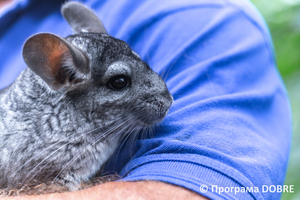 Thumb %d0%9a%d0%be%d0%bd%d1%82%d0%b0%d0%ba%d1%82%d0%bd%d0%b8%d0%b9 %d0%b7%d0%be%d0%be%d0%bf%d0%b0%d1%80%d0%ba %d0%bd%d0%b0 %d0%bf%d0%be%d0%b4%d0%b2%d1%96%d1%80 %d1%97 %d0%92%d0%b0%d1%81%d0%b8%d0%bb%d1%8f %d0%9e%d0%bb%d1%96%d0%b9%d0%bd%d0%b8%d0%ba%d0%b0  %d1%81%d0%b5%d0%bb%d0%be %d0%9a%d0%b0%d0%b1%d0%b0%d1%80%d1%96%d0%b2%d0%ba%d0%b0  %d0%97%d0%b1%d0%be%d1%80%d1%96%d0%b2%d1%81%d1%8c%d0%ba%d0%b0 %d0%b3%d1%80%d0%be%d0%bc%d0%b0%d0%b4%d0%b8  82 