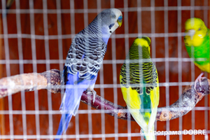 Thumb %d0%9a%d0%be%d0%bd%d1%82%d0%b0%d0%ba%d1%82%d0%bd%d0%b8%d0%b9 %d0%b7%d0%be%d0%be%d0%bf%d0%b0%d1%80%d0%ba %d0%bd%d0%b0 %d0%bf%d0%be%d0%b4%d0%b2%d1%96%d1%80 %d1%97 %d0%92%d0%b0%d1%81%d0%b8%d0%bb%d1%8f %d0%9e%d0%bb%d1%96%d0%b9%d0%bd%d0%b8%d0%ba%d0%b0  %d1%81%d0%b5%d0%bb%d0%be %d0%9a%d0%b0%d0%b1%d0%b0%d1%80%d1%96%d0%b2%d0%ba%d0%b0  %d0%97%d0%b1%d0%be%d1%80%d1%96%d0%b2%d1%81%d1%8c%d0%ba%d0%b0 %d0%b3%d1%80%d0%be%d0%bc%d0%b0%d0%b4%d0%b8  83 