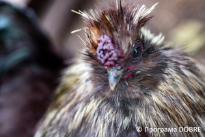 Thumb %d0%9a%d0%be%d0%bd%d1%82%d0%b0%d0%ba%d1%82%d0%bd%d0%b8%d0%b9 %d0%b7%d0%be%d0%be%d0%bf%d0%b0%d1%80%d0%ba %d0%bd%d0%b0 %d0%bf%d0%be%d0%b4%d0%b2%d1%96%d1%80 %d1%97 %d0%92%d0%b0%d1%81%d0%b8%d0%bb%d1%8f %d0%9e%d0%bb%d1%96%d0%b9%d0%bd%d0%b8%d0%ba%d0%b0  %d1%81%d0%b5%d0%bb%d0%be %d0%9a%d0%b0%d0%b1%d0%b0%d1%80%d1%96%d0%b2%d0%ba%d0%b0  %d0%97%d0%b1%d0%be%d1%80%d1%96%d0%b2%d1%81%d1%8c%d0%ba%d0%b0 %d0%b3%d1%80%d0%be%d0%bc%d0%b0%d0%b4%d0%b8  84 