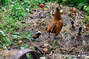 Thumb %d0%9a%d0%be%d0%bd%d1%82%d0%b0%d0%ba%d1%82%d0%bd%d0%b8%d0%b9 %d0%b7%d0%be%d0%be%d0%bf%d0%b0%d1%80%d0%ba %d0%bd%d0%b0 %d0%bf%d0%be%d0%b4%d0%b2%d1%96%d1%80 %d1%97 %d0%92%d0%b0%d1%81%d0%b8%d0%bb%d1%8f %d0%9e%d0%bb%d1%96%d0%b9%d0%bd%d0%b8%d0%ba%d0%b0  %d1%81%d0%b5%d0%bb%d0%be %d0%9a%d0%b0%d0%b1%d0%b0%d1%80%d1%96%d0%b2%d0%ba%d0%b0  %d0%97%d0%b1%d0%be%d1%80%d1%96%d0%b2%d1%81%d1%8c%d0%ba%d0%b0 %d0%b3%d1%80%d0%be%d0%bc%d0%b0%d0%b4%d0%b8  85 