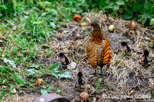 Thumb %d0%9a%d0%be%d0%bd%d1%82%d0%b0%d0%ba%d1%82%d0%bd%d0%b8%d0%b9 %d0%b7%d0%be%d0%be%d0%bf%d0%b0%d1%80%d0%ba %d0%bd%d0%b0 %d0%bf%d0%be%d0%b4%d0%b2%d1%96%d1%80 %d1%97 %d0%92%d0%b0%d1%81%d0%b8%d0%bb%d1%8f %d0%9e%d0%bb%d1%96%d0%b9%d0%bd%d0%b8%d0%ba%d0%b0  %d1%81%d0%b5%d0%bb%d0%be %d0%9a%d0%b0%d0%b1%d0%b0%d1%80%d1%96%d0%b2%d0%ba%d0%b0  %d0%97%d0%b1%d0%be%d1%80%d1%96%d0%b2%d1%81%d1%8c%d0%ba%d0%b0 %d0%b3%d1%80%d0%be%d0%bc%d0%b0%d0%b4%d0%b8  86 