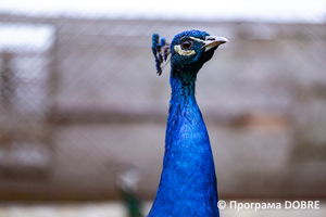 Thumb %d0%9a%d0%be%d0%bd%d1%82%d0%b0%d0%ba%d1%82%d0%bd%d0%b8%d0%b9 %d0%b7%d0%be%d0%be%d0%bf%d0%b0%d1%80%d0%ba %d0%bd%d0%b0 %d0%bf%d0%be%d0%b4%d0%b2%d1%96%d1%80 %d1%97 %d0%92%d0%b0%d1%81%d0%b8%d0%bb%d1%8f %d0%9e%d0%bb%d1%96%d0%b9%d0%bd%d0%b8%d0%ba%d0%b0  %d1%81%d0%b5%d0%bb%d0%be %d0%9a%d0%b0%d0%b1%d0%b0%d1%80%d1%96%d0%b2%d0%ba%d0%b0  %d0%97%d0%b1%d0%be%d1%80%d1%96%d0%b2%d1%81%d1%8c%d0%ba%d0%b0 %d0%b3%d1%80%d0%be%d0%bc%d0%b0%d0%b4%d0%b8  87 