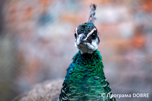 Thumb %d0%9a%d0%be%d0%bd%d1%82%d0%b0%d0%ba%d1%82%d0%bd%d0%b8%d0%b9 %d0%b7%d0%be%d0%be%d0%bf%d0%b0%d1%80%d0%ba %d0%bd%d0%b0 %d0%bf%d0%be%d0%b4%d0%b2%d1%96%d1%80 %d1%97 %d0%92%d0%b0%d1%81%d0%b8%d0%bb%d1%8f %d0%9e%d0%bb%d1%96%d0%b9%d0%bd%d0%b8%d0%ba%d0%b0  %d1%81%d0%b5%d0%bb%d0%be %d0%9a%d0%b0%d0%b1%d0%b0%d1%80%d1%96%d0%b2%d0%ba%d0%b0  %d0%97%d0%b1%d0%be%d1%80%d1%96%d0%b2%d1%81%d1%8c%d0%ba%d0%b0 %d0%b3%d1%80%d0%be%d0%bc%d0%b0%d0%b4%d0%b8  88 