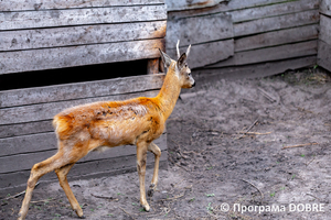 Thumb %d0%9a%d0%be%d0%bd%d1%82%d0%b0%d0%ba%d1%82%d0%bd%d0%b8%d0%b9 %d0%b7%d0%be%d0%be%d0%bf%d0%b0%d1%80%d0%ba %d0%bd%d0%b0 %d0%bf%d0%be%d0%b4%d0%b2%d1%96%d1%80 %d1%97 %d0%92%d0%b0%d1%81%d0%b8%d0%bb%d1%8f %d0%9e%d0%bb%d1%96%d0%b9%d0%bd%d0%b8%d0%ba%d0%b0  %d1%81%d0%b5%d0%bb%d0%be %d0%9a%d0%b0%d0%b1%d0%b0%d1%80%d1%96%d0%b2%d0%ba%d0%b0  %d0%97%d0%b1%d0%be%d1%80%d1%96%d0%b2%d1%81%d1%8c%d0%ba%d0%b0 %d0%b3%d1%80%d0%be%d0%bc%d0%b0%d0%b4%d0%b8  89 