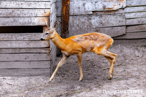 Thumb %d0%9a%d0%be%d0%bd%d1%82%d0%b0%d0%ba%d1%82%d0%bd%d0%b8%d0%b9 %d0%b7%d0%be%d0%be%d0%bf%d0%b0%d1%80%d0%ba %d0%bd%d0%b0 %d0%bf%d0%be%d0%b4%d0%b2%d1%96%d1%80 %d1%97 %d0%92%d0%b0%d1%81%d0%b8%d0%bb%d1%8f %d0%9e%d0%bb%d1%96%d0%b9%d0%bd%d0%b8%d0%ba%d0%b0  %d1%81%d0%b5%d0%bb%d0%be %d0%9a%d0%b0%d0%b1%d0%b0%d1%80%d1%96%d0%b2%d0%ba%d0%b0  %d0%97%d0%b1%d0%be%d1%80%d1%96%d0%b2%d1%81%d1%8c%d0%ba%d0%b0 %d0%b3%d1%80%d0%be%d0%bc%d0%b0%d0%b4%d0%b8  90 